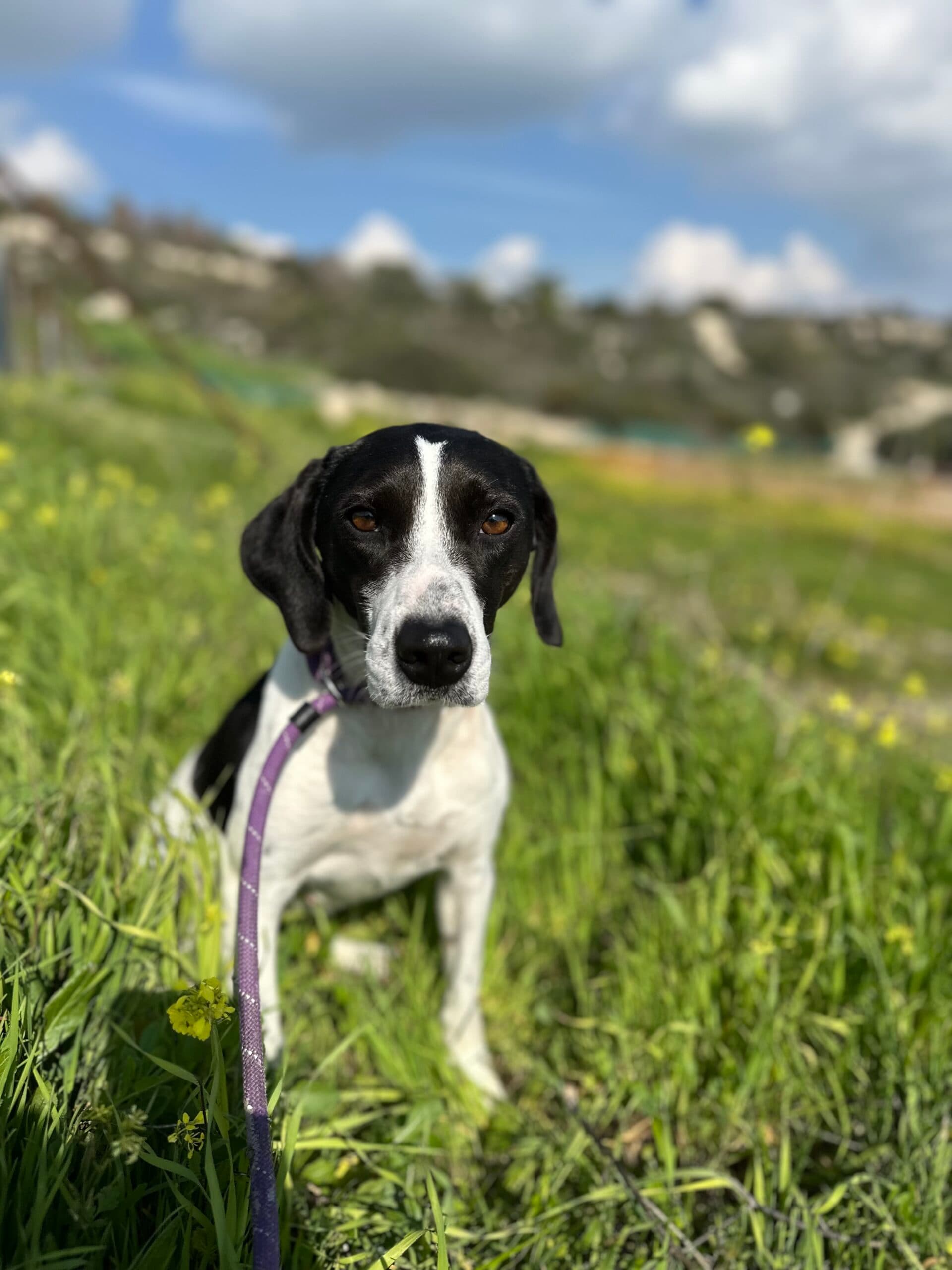 Willow - Pointer available for adoption