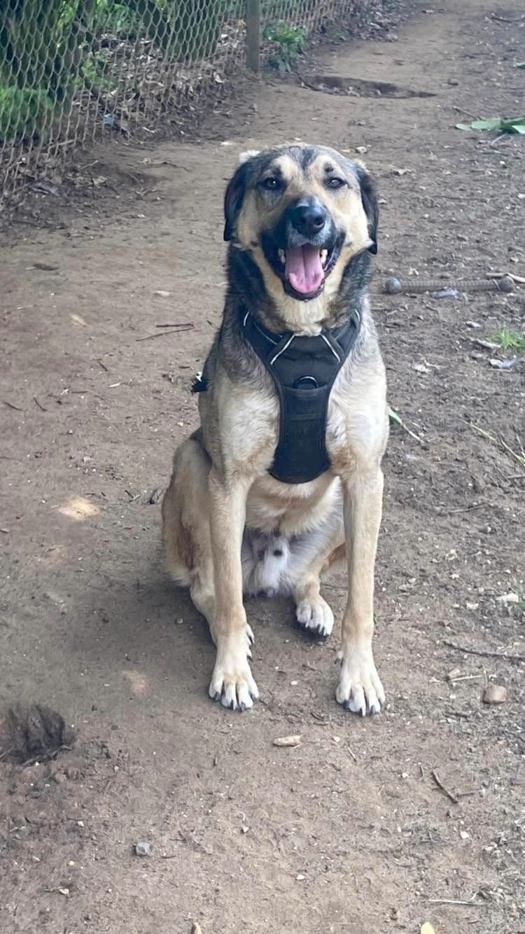 Freddie - Dog available for adoption