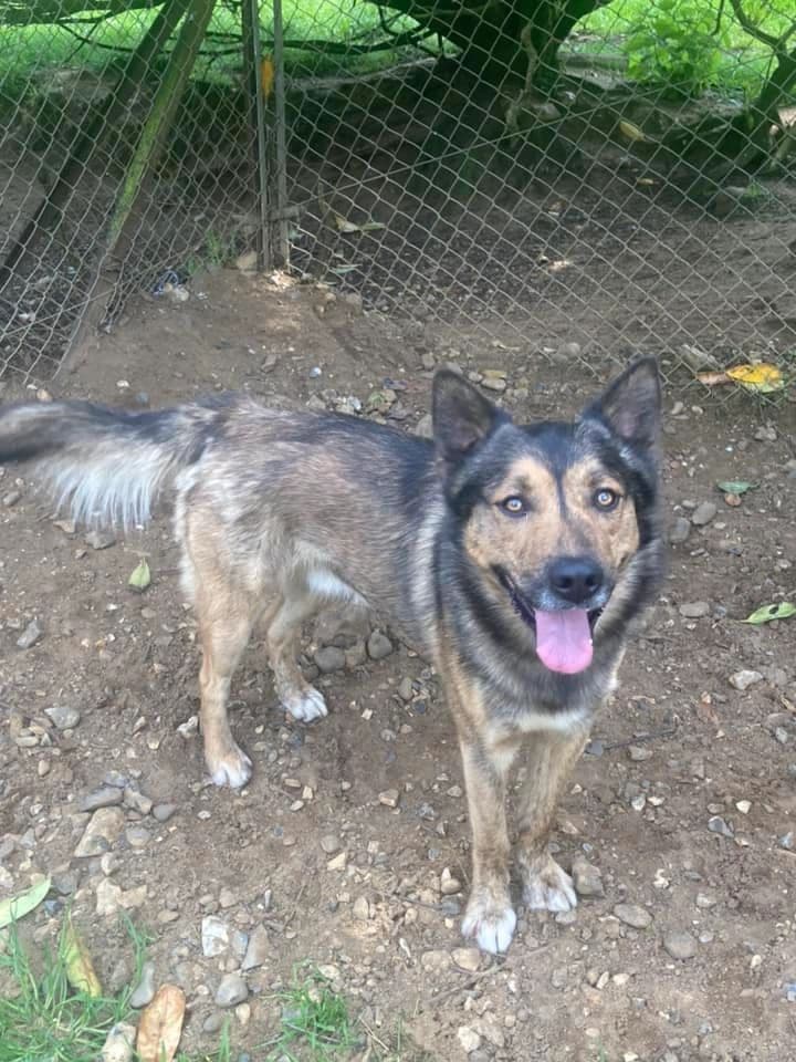 George - Dog available for adoption