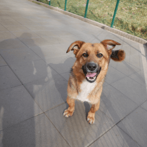 Bona - Mixed Breed available for adoption