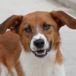 Brendon - Mixed Breed available for adoption