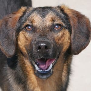 Darrel - Mixed Breed available for adoption