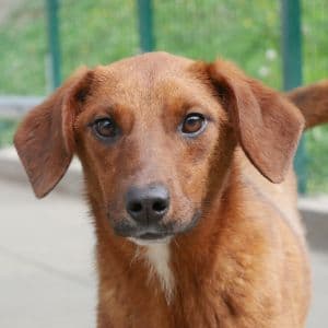 Dia - Mixed Breed available for adoption