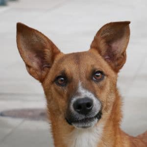 Dwayne - Dog available for adoption