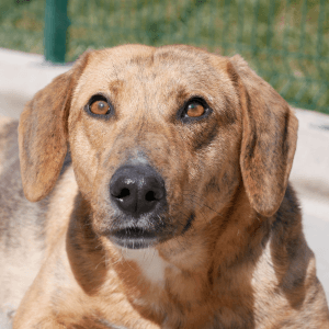 Elmy - Mixed Breed available for adoption