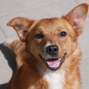 Emily - Mixed Breed available for adoption