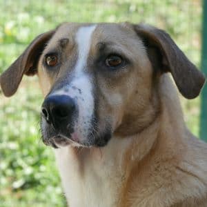 Hulk - Mixed Breed available for adoption