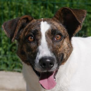 Kareela - Mixed Breed available for adoption
