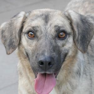 Kelly - Mixed Breed available for adoption