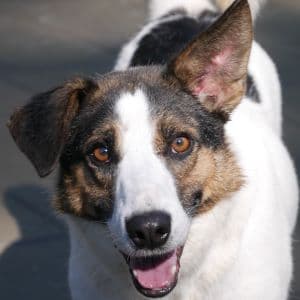 Kiko - Mixed Breed available for adoption