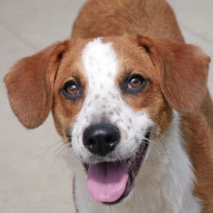 Mariny - Mixed Breed available for adoption