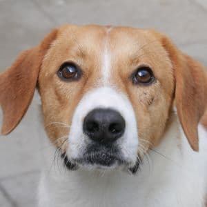 Ole - Mixed Breed available for adoption