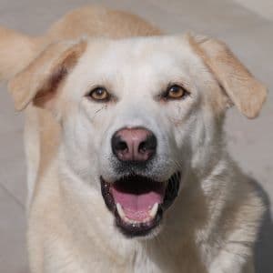 Pico - Mixed Breed available for adoption