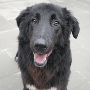 Ren - Mixed Breed available for adoption