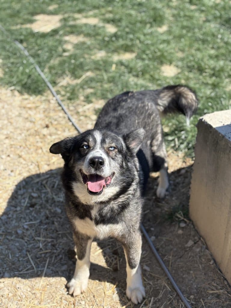 Alex - Mixed Breed available for adoption