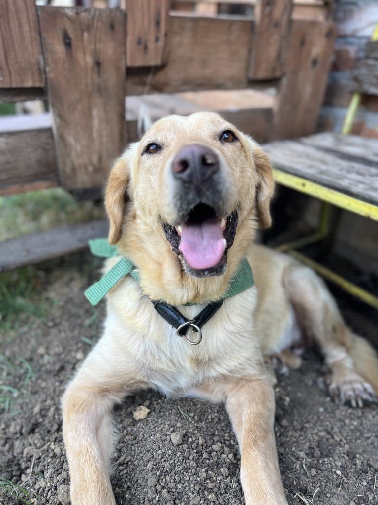 Aron - Mixed Breed available for adoption