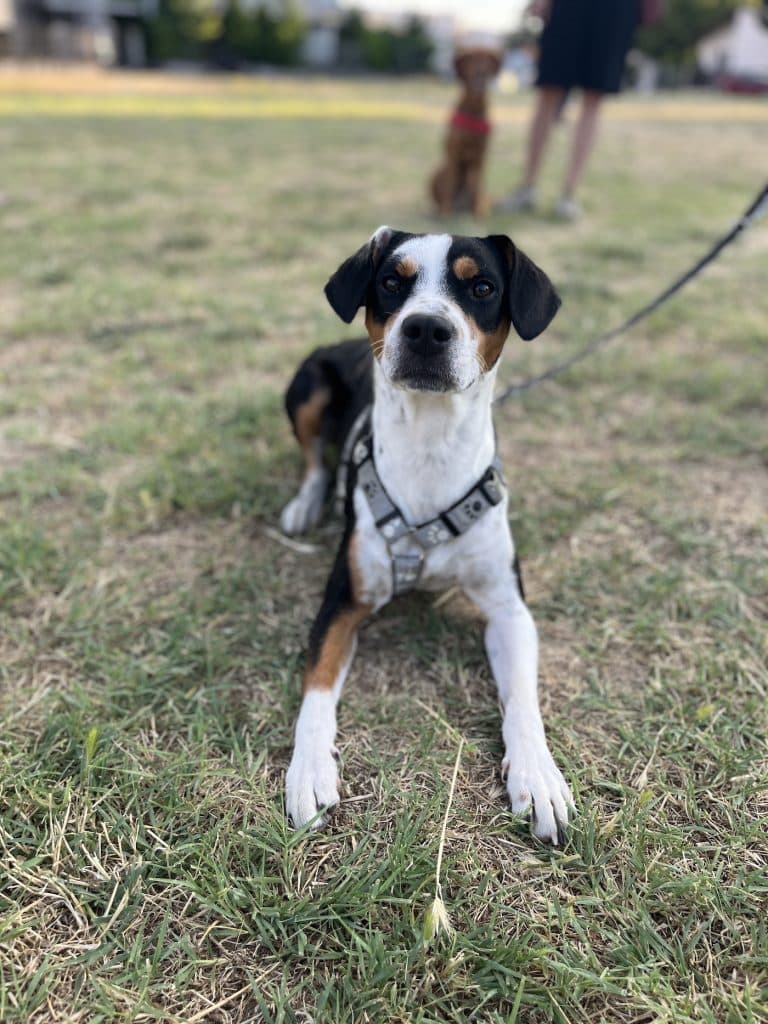 Chaki - Mixed Breed available for adoption