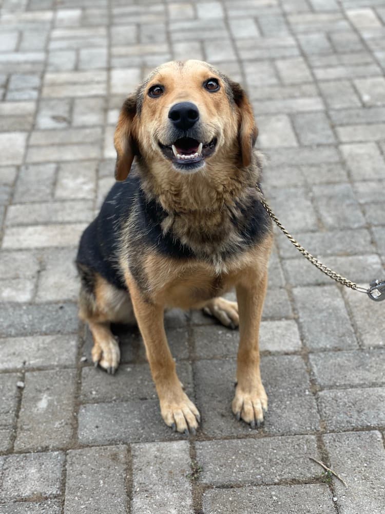 Dafne - Mixed Breed available for adoption