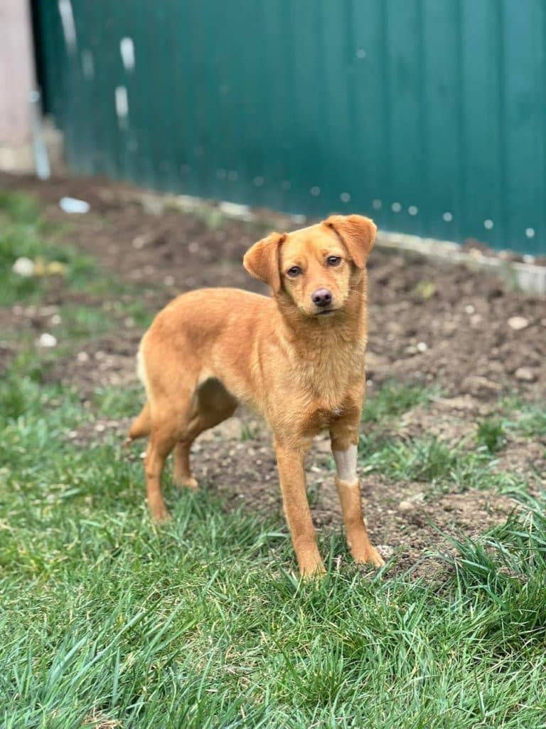 Dori - Mixed Breed available for adoption