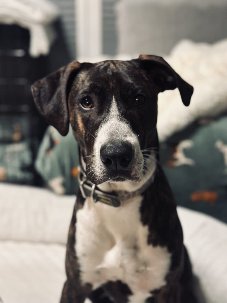 Joker - Mixed Breed available for adoption