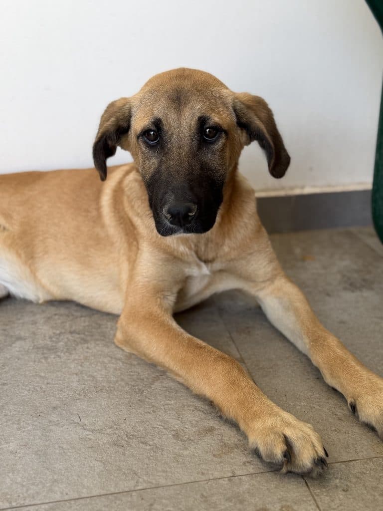 Lana - Mixed Breed available for adoption