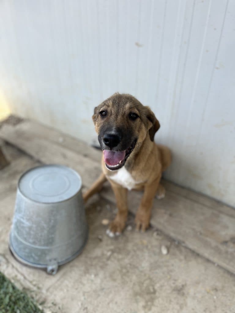 Lilo - Mixed Breed available for adoption