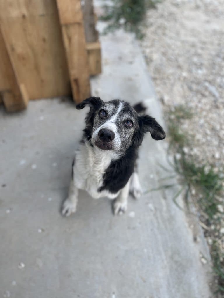 Mika - Mixed Breed available for adoption