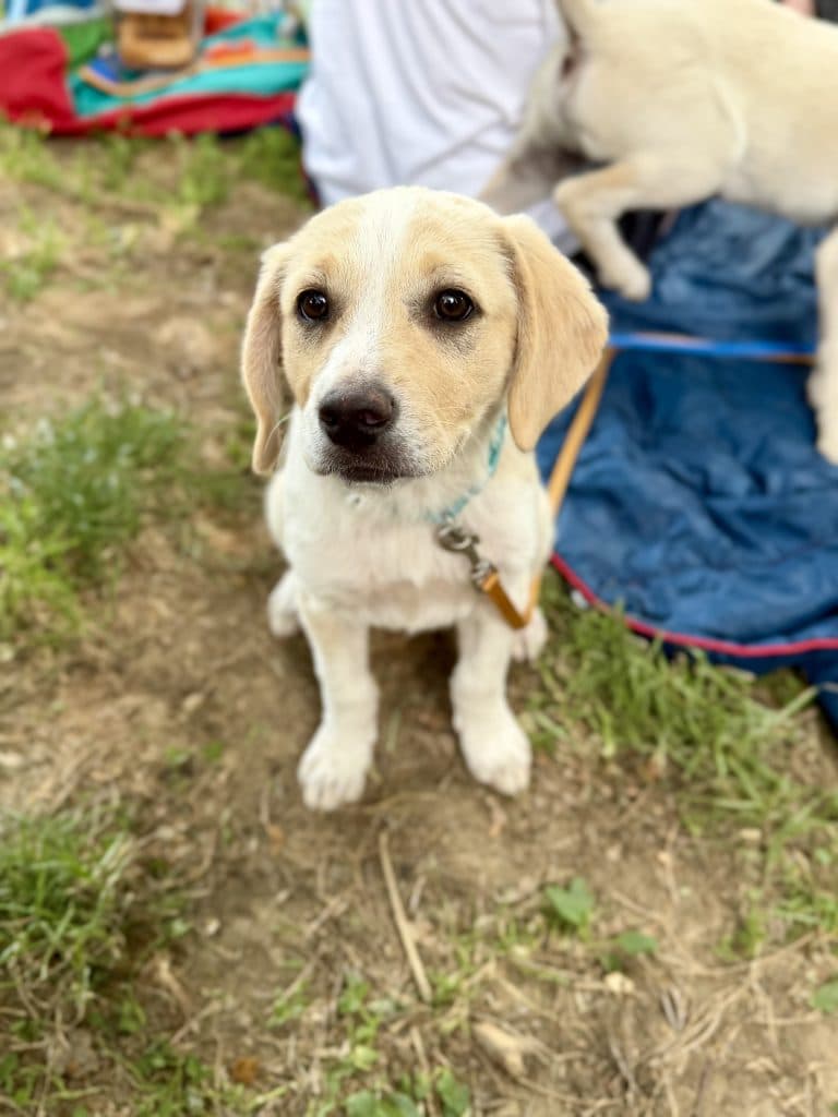 Nala - Mixed Breed available for adoption