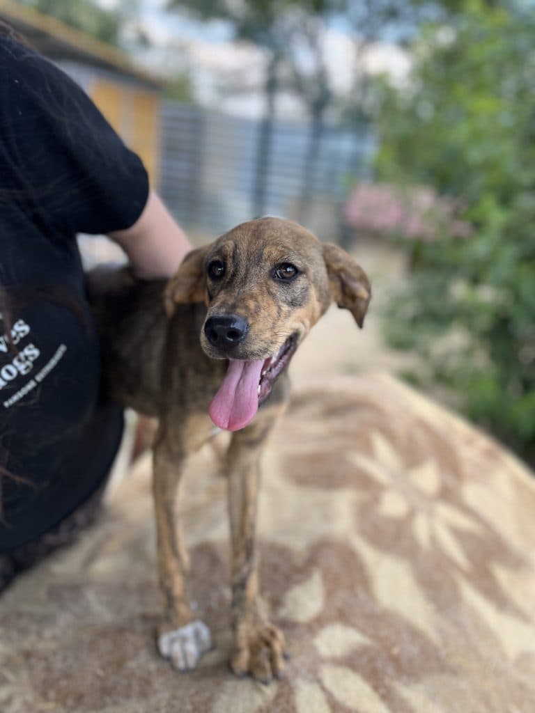 Nani - Mixed Breed available for adoption
