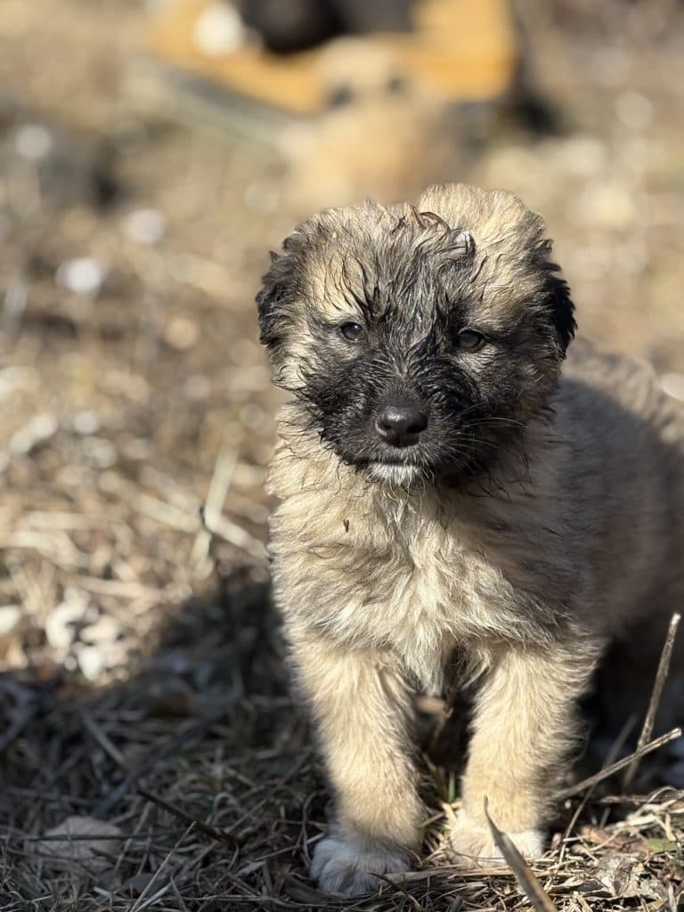 Trixi - Mixed Breed available for adoption