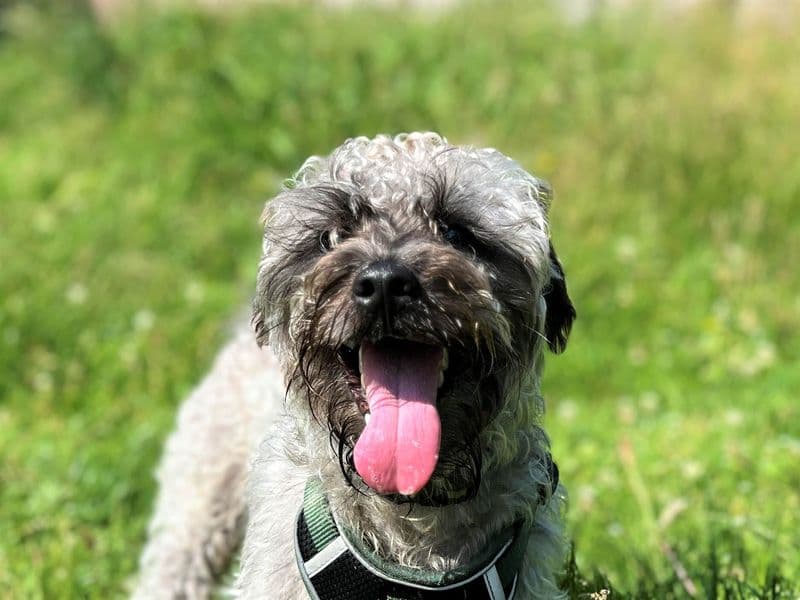 Albie - Miniature Poodle Cross available for adoption