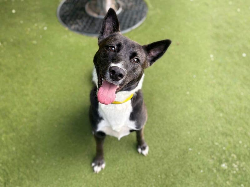 Arwen - American Bulldog Cross available for adoption