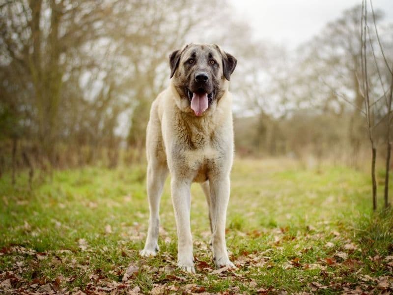 Aslan - Anatolian Shepherd available for adoption