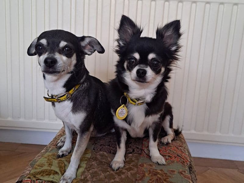 Bella & Poppy - Chihuahua available for adoption