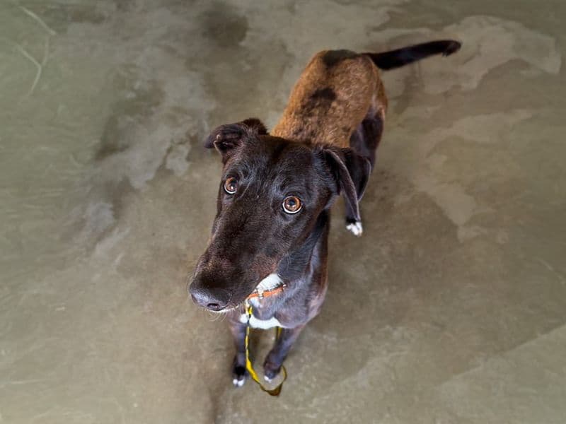 Benny - Greyhound available for adoption