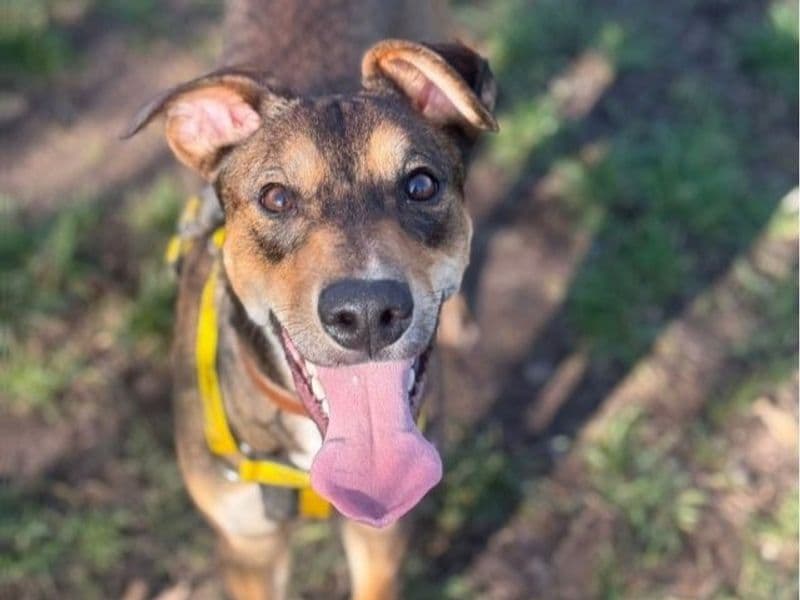 Lurcher rescue dog