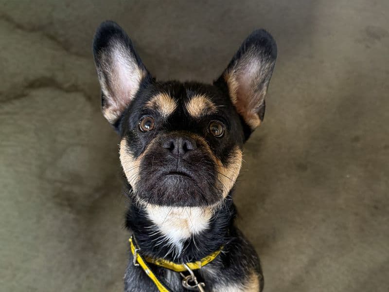 Bertie - French Bulldog available for adoption