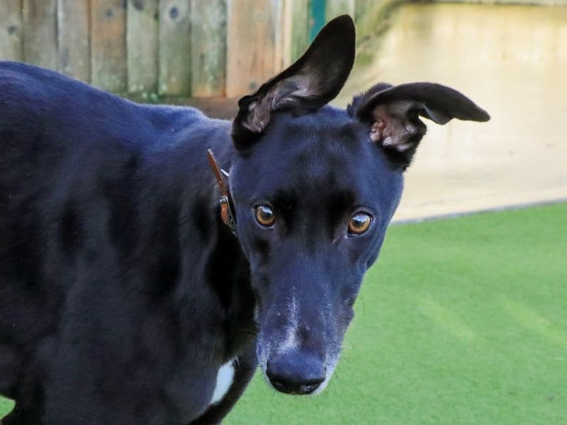 Caleb - Greyhound available for adoption