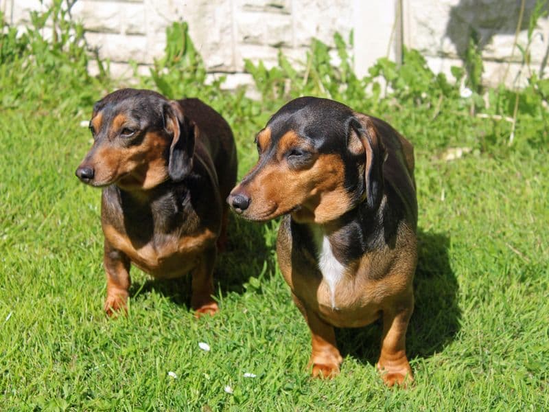 Coco - Dachshund available for adoption