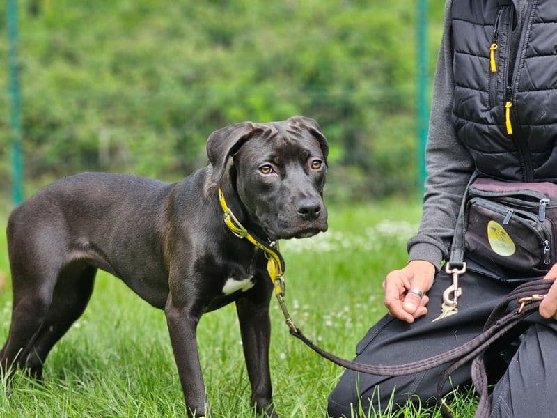 Connie - Staffordshire Bull Terrier Mix available for adoption