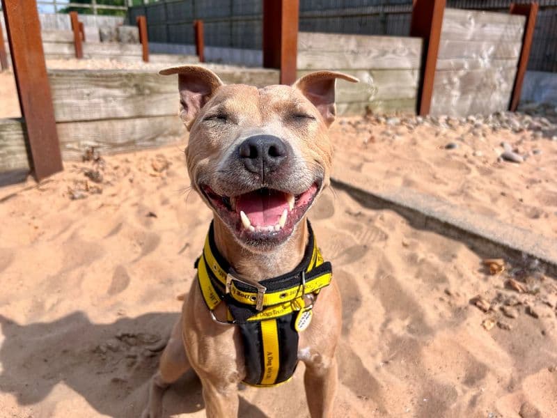 Crunchie - Staffordshire Bull Terrier available for adoption