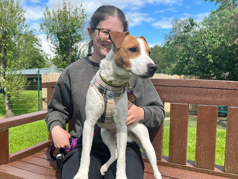 Dexter - Jack Russell Terrier available for adoption