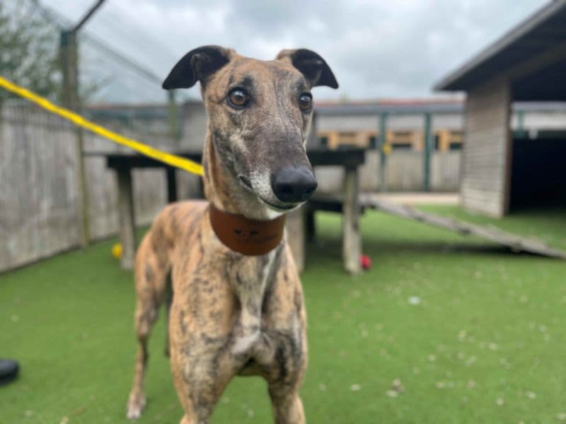 Diana - Greyhound available for adoption