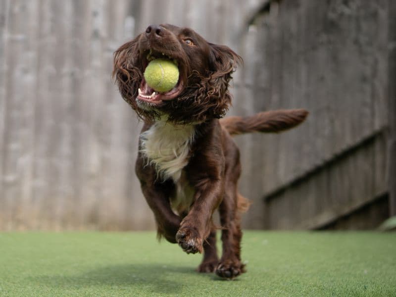Dobbie - Cocker Spaniel available for adoption