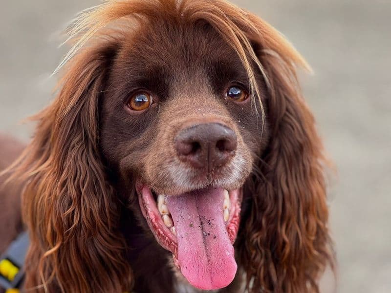Doug - Cocker Spaniel available for adoption