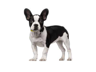 Bruce - French Bulldog Cross available for adoption