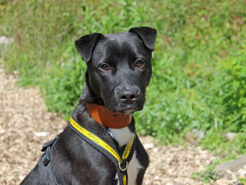 Floki - Border Collie Cross available for adoption