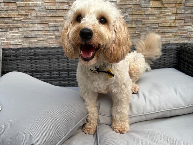 Gecko - Cavalier King Charles Spaniel Cross available for adoption