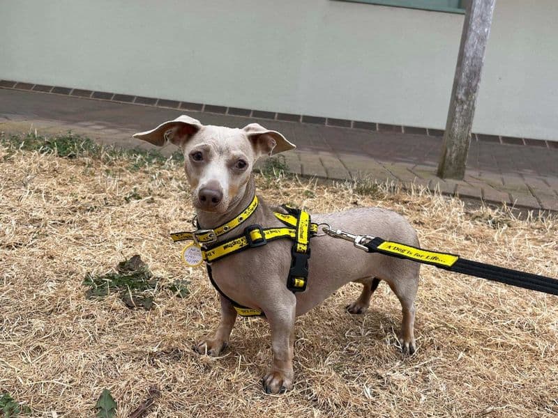 Izzy - Miniature Dachshund available for adoption