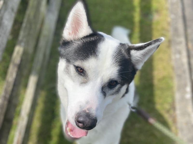 Loki - Siberian Husky available for adoption